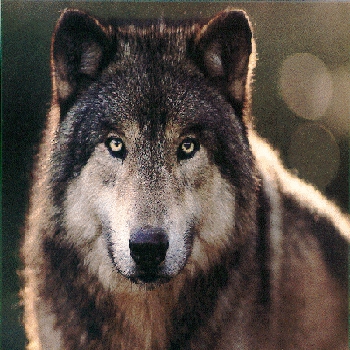 dtogwolf